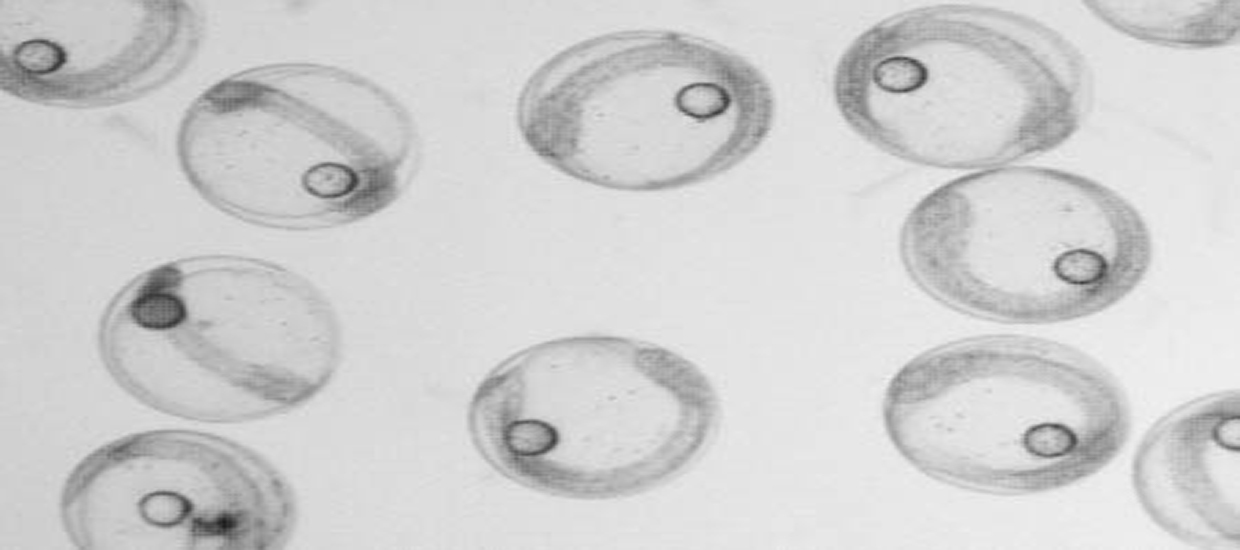 Microscope photo of mahi embryos