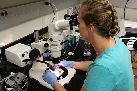 Former lab member Georgina Cox working on a mahi heart through a dissection scope