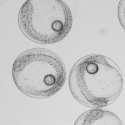 Mahi embryos 1 day post fertilization 