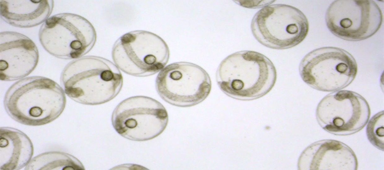 Mahi-mahi embryos 40 hours post fertilization 