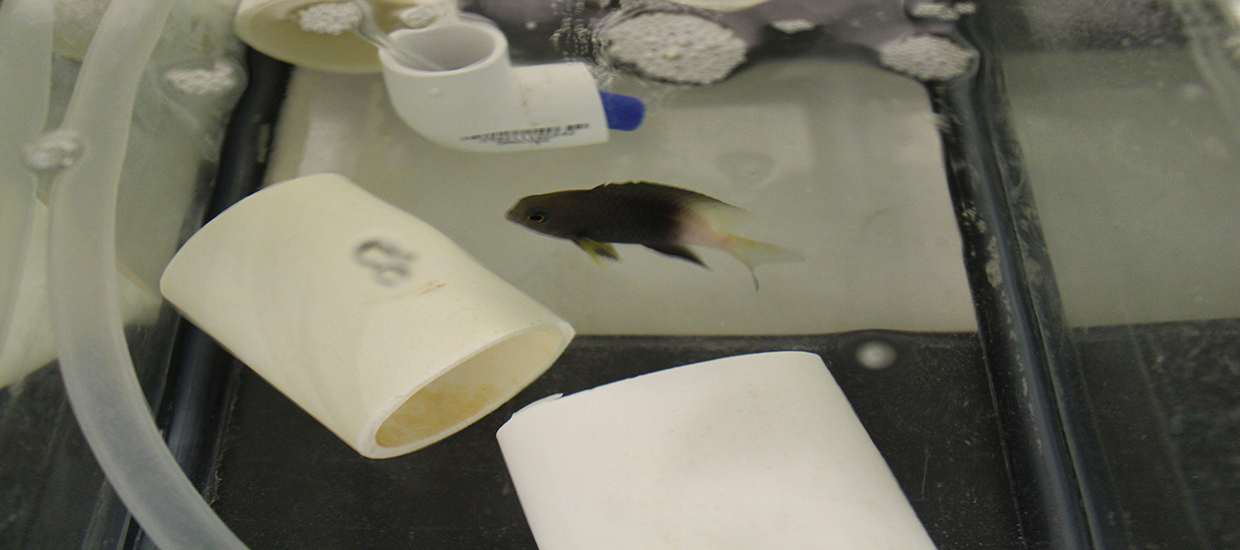 Bicolor Damselfish in tank within the lab