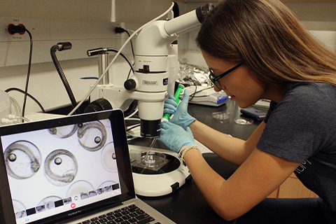 Christina Pasparakis viewing mahi embryos under a microscope via computer 