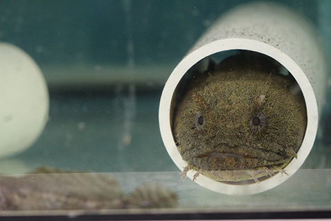 Gulf toadfish in the lab resting in PVC tube