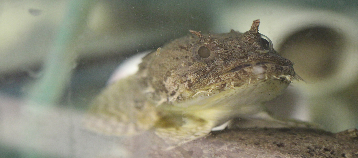 Gulf toadfish perching on another in the lab