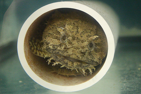 Two Gulf Toadfish resting in a PVC tube