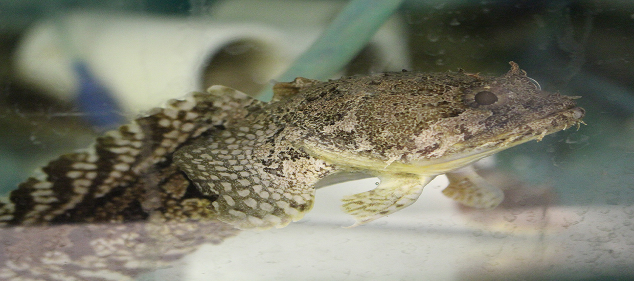 Gulf toadfish swimming in lab tank