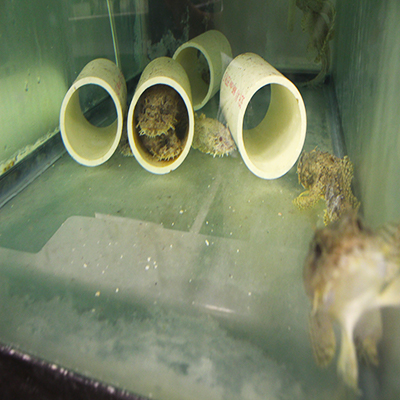 Gulf Toadfish in tanks