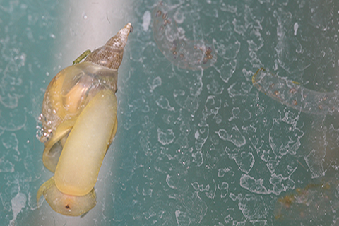 Lymnena snail and egg sacs in a tank within the lab