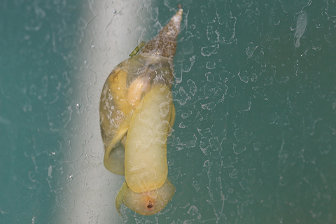 Lymnena snail in tank