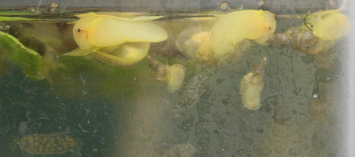 Lymnena snails and their egg sacs in a tank within the lab